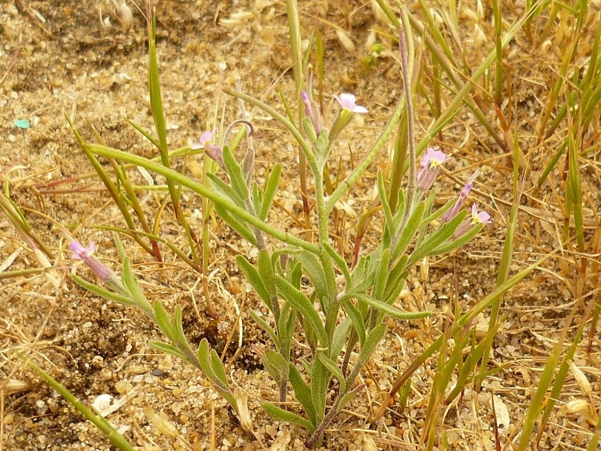 Malcolmia ramosissima (Brassicaceae)